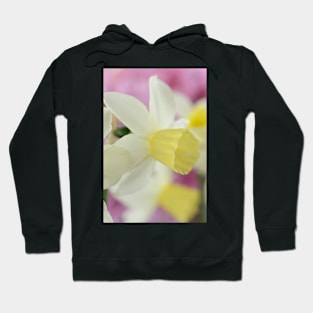 Narcissus  &#39;Sailboat&#39;   AGM    Division 7 Jonquilla  Daffodil Hoodie